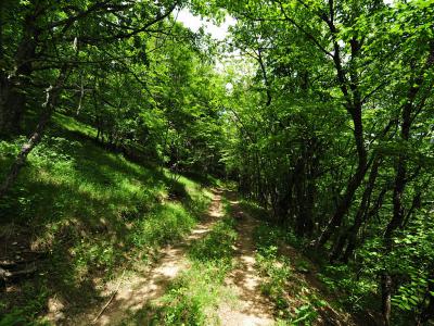 В Севастополе принимают особые меры по охране леса 